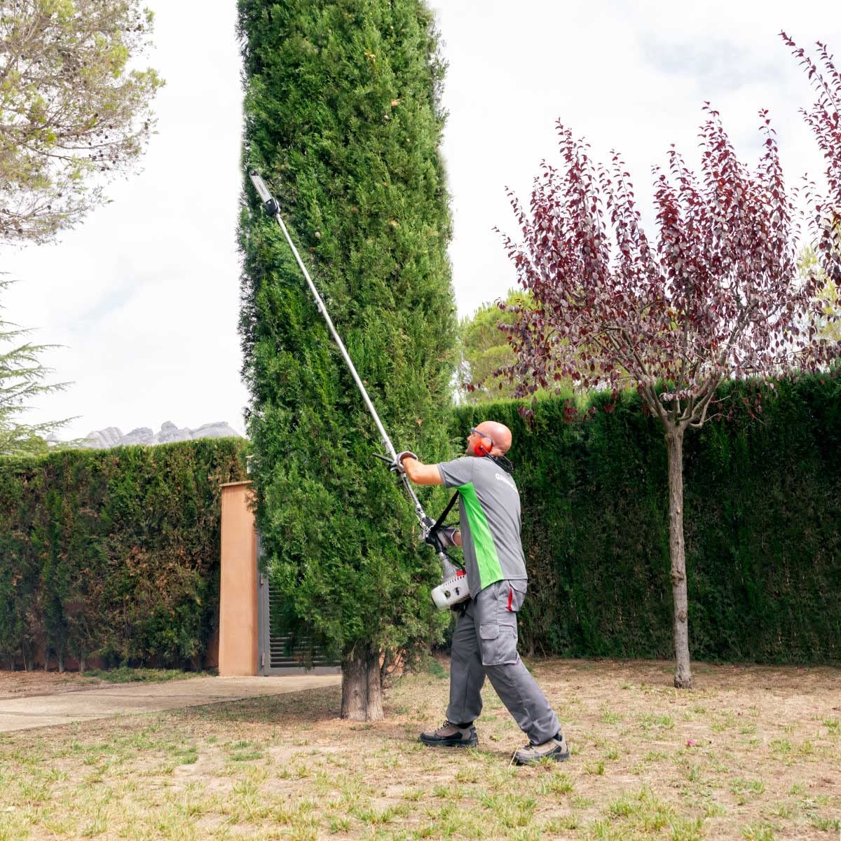 Podadora de altura de gasolina de 56cc y 4,9cv GREENCUT PP650X - Imagen 3